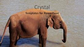  Presentation with elephant - 