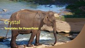  Presentation with elephant - 