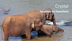  Presentation with elephant - 