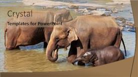  Presentation with elephant - 