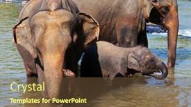  Presentation with elephant - 