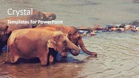  Presentation with elephant - 