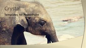 Presentation with elephant - 