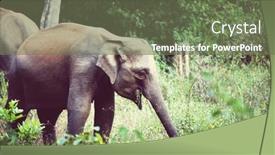  Presentation with elephant - 