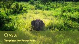  Presentation with elephant - 