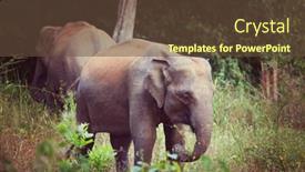  Presentation with elephant - 
