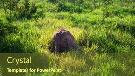  Presentation with elephant - 