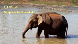  Presentation with elephant - 