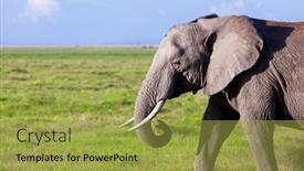  Presentation with savanna - Presentation design enhanced with elephant-portrait-on-african-savanna background and a yellow colored foreground