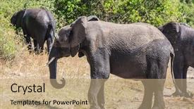  Presentation with active sludge - Slides enhanced with elephant poured himself liquid sludge background and a coral colored foreground