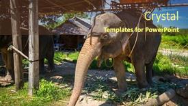  Presentation with shadow of a caravan - Cool new PPT layouts with elephant-resting-in-the-shadow backdrop and a tawny brown colored foreground