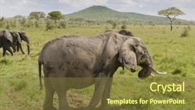  Presentation with african elephant loxodonta africana - Cool new PPT theme with elephant scientific name loxodonta africana backdrop and a tawny brown colored foreground