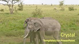  Presentation with african elephant loxodonta africana - Slides enhanced with elephant scientific name loxodonta africana background and a tawny brown colored foreground