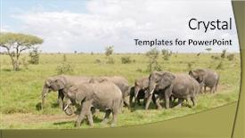  Presentation with elephant - Amazing slide deck having elephant scientific name loxodonta africana backdrop and a white colored foreground