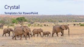  Presentation with elephant - Slides having elephant scientific name loxodonta africana background and a sky blue colored foreground