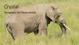  Presentation with name - Presentation with elephant scientific name loxodonta africana background and a coral colored foreground