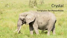  Presentation with elephant - Amazing slide deck having elephant scientific name loxodonta africana backdrop and a soft green colored foreground