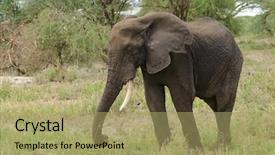  Presentation with african - Slide deck with elephant scientific name loxodonta africana background and a mint green colored foreground