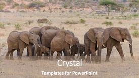  Presentation with scientific - Slides enhanced with elephant scientific name loxodonta africana background and a coral colored foreground