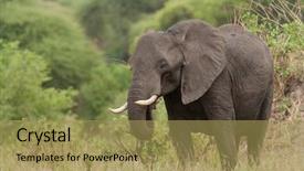  Presentation with african elephant loxodonta africana - Audience pleasing theme consisting of elephant scientific name loxodonta africana backdrop and a yellow colored foreground