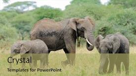  Presentation with african elephant loxodonta africana - PPT theme consisting of elephant scientific name loxodonta africana background and a yellow colored foreground