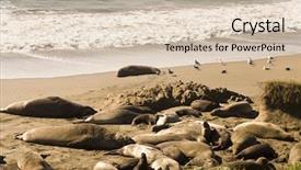  Presentation with california - Theme having elephant seals in california background and a soft green colored foreground