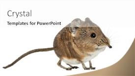  Presentation with elephant - Amazing PPT theme having elephant-shrew-macroscelides-proboscideus-isolated backdrop and a white colored foreground