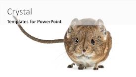  Presentation with elephant - Colorful PPT layouts enhanced with elephant-shrew-macroscelides-proboscideus-isolated backdrop and a white colored foreground