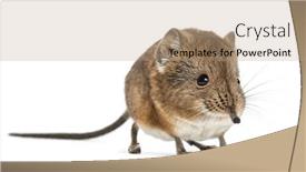  Presentation with elephant - Cool new slides with elephant-shrew-macroscelides-proboscideus-isolated backdrop and a coral colored foreground