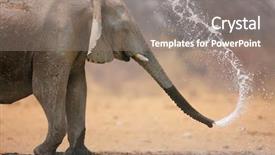  Presentation with elephant - Beautiful presentation featuring little elephant spraying water loxodinta backdrop and a gray colored foreground