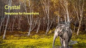  Presentation with krabi - Presentation design consisting of middle of the forest background and a tawny brown colored foreground