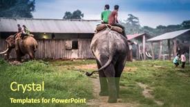  Presentation with elephant - Amazing slide deck having elephant toward the stable backdrop and a tawny brown colored foreground