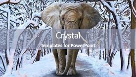  Presentation with elephant - Cool new presentation theme with elephant walking in snowy park backdrop and a light blue colored foreground