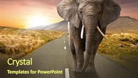  Presentation with elephant - Presentation enhanced with elephant walking on the road background and a tawny brown colored foreground