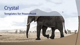  Presentation with serengeti africa - Beautiful presentation design featuring elephant walking serengeti tanzania africa backdrop and a  colored foreground