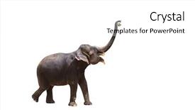  Presentation with elephant - Beautiful PPT layouts featuring elephant with ball in his backdrop and a white colored foreground