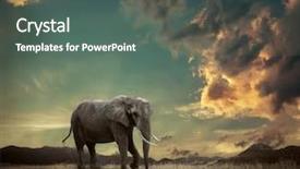  Presentation with elephant - Amazing slides having elephant with trunks and big backdrop and a gray colored foreground