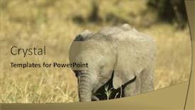  Presentation with elephant - Amazing presentation design having elephant backdrop and a coral colored foreground