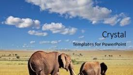  Presentation with elephant - Colorful slide deck enhanced with elephant backdrop and a  colored foreground