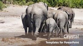  Presentation with elephants - Slides with elephants-after-watering-chobe-n background and a violet colored foreground