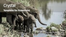  Presentation with elephants - Presentation design having elephants and calfs drinkink in watercourse in serengeti national park background and a tawny brown colored foreground