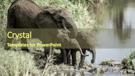  Presentation with elephants - Amazing presentation having elephants and calfs drinkink in watercourse in serengeti national park backdrop and a tawny brown colored foreground