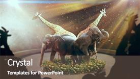  Presentation with circus show - Presentation theme having elephants and giraffes show background and a violet colored foreground
