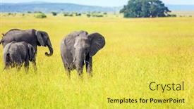  Presentation with elephant - Cool new PPT theme with elephants are the largest land mammals herd of elephant of the african savannah the famous masai mara reserve in kenya the concept of ecological exotic extreme and photo tourism backdrop and a yellow colored foreground