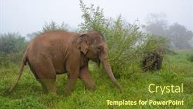 Presentation with elephant - Amazing PPT theme having elephants-at-the-anantara-golden backdrop and a tawny brown colored foreground
