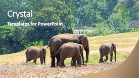  Presentation with elephants - Amazing presentation theme having elephants-at-the-pinawelle-orphanage backdrop and a ocean colored foreground