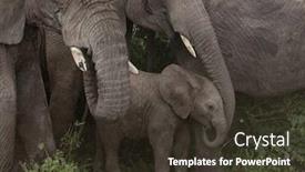  Presentation with serengeti africa - PPT theme featuring elephants-at-the-serengeti-national background and a tawny brown colored foreground