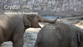  Presentation with elephants - Amazing PPT theme having elephants at the zoo backdrop and a gray colored foreground