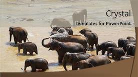 Presentation with elephants - Amazing slide set having elephants bathing in river in sri lanka backdrop and a mint green colored foreground