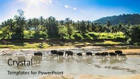  Presentation with sri lanka - PPT theme with elephants bathing in the jungle background and a  colored foreground